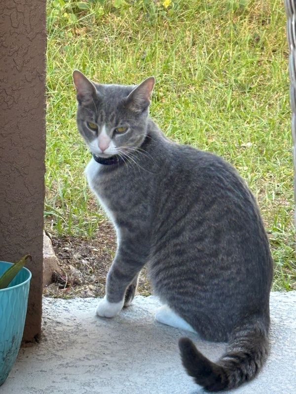 Found Cat in Davenport, Iowa — listing photo