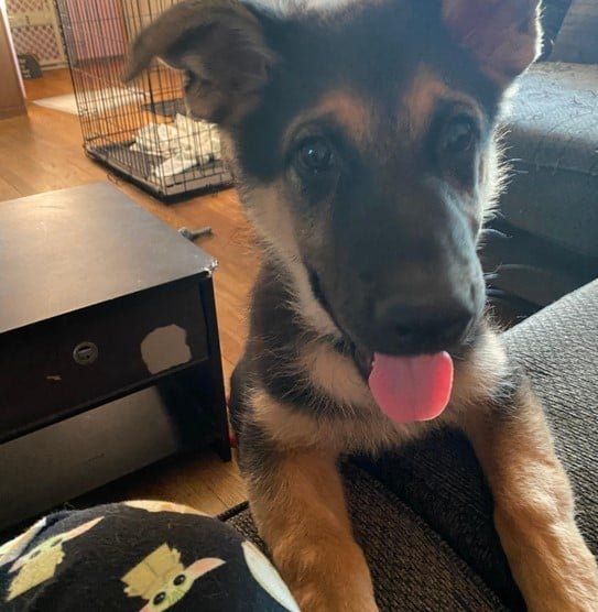 Lost Dog in Pittsburgh, Pennsylvania — listing photo