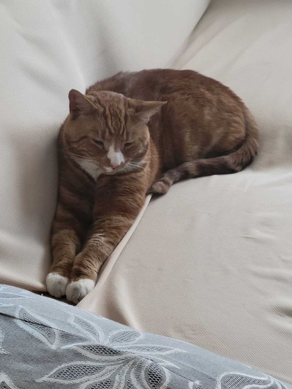 Lost Cat in Thornton, Colorado — listing photo