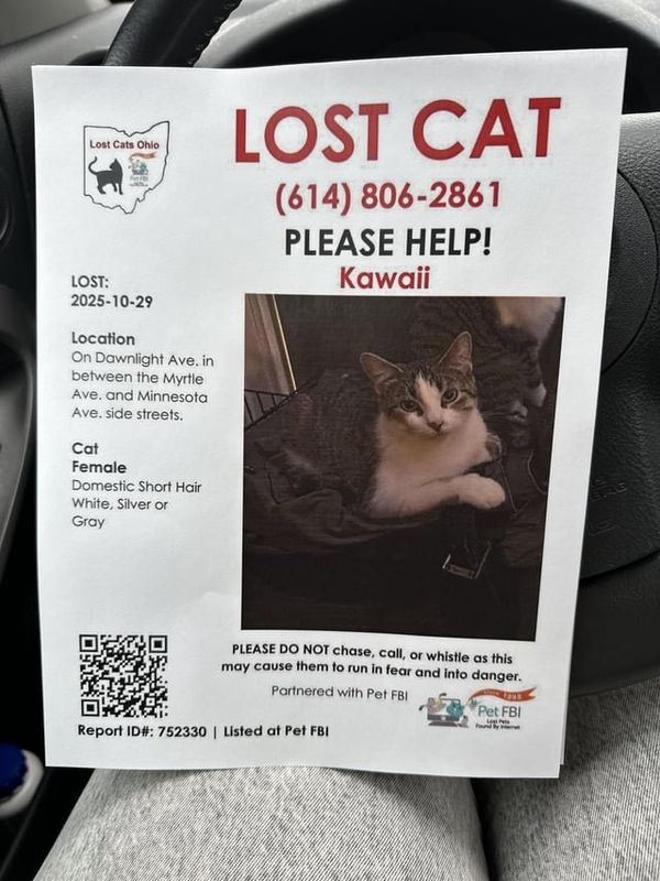 Lost Cat in Hudson — listing photo