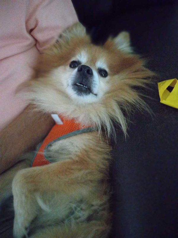 Lost Dog in Mesquite, Texas — listing photo