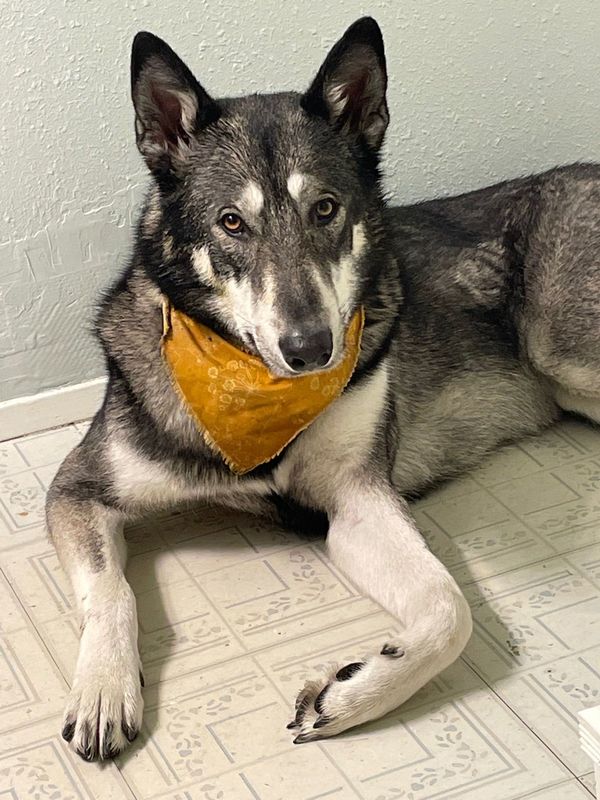 Lost Dog in TX 75979 — listing photo