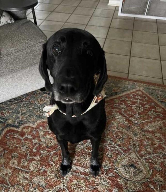 Lost Dog in Houston, Texas — listing photo