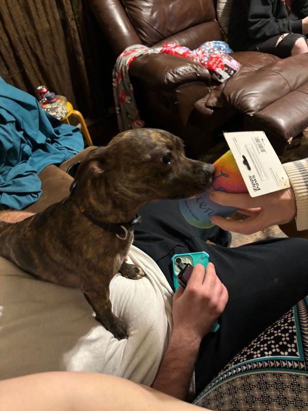 Lost Dog in Warner Robins, Georgia — listing photo