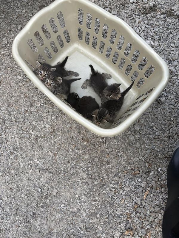 Found Dog in Columbus, Ohio — 5 baby kittens