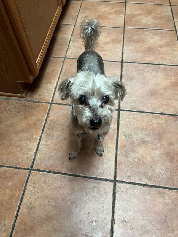 Lost Dog in Ingleside — listing photo