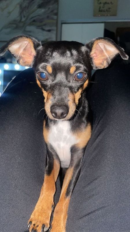 Lost Dog in Pueblo, Colorado — listing photo