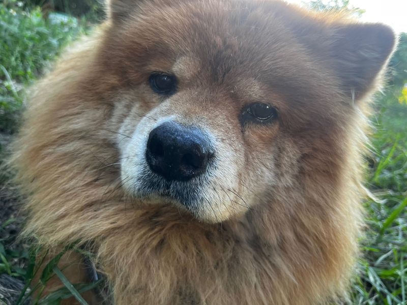 Lost Dog in Tampa, Florida — listing photo