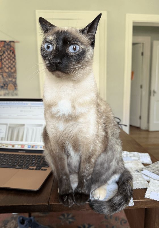 Lost Cat in Fort Worth, Texas — listing photo