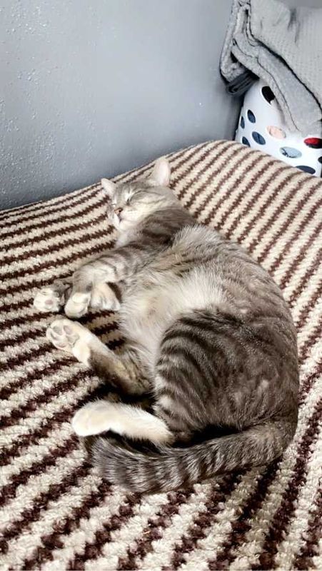Lost Cat in Lordsburg — listing photo