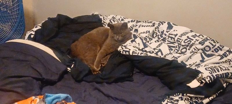 Lost Cat in Pasadena, California — listing photo