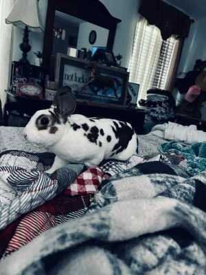 Lost Pet in La Marque — listing photo