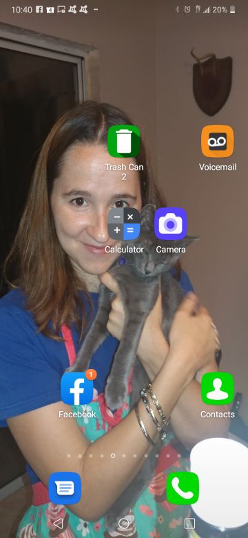 Lost Cat in Riverview — listing photo