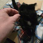 Found Dog in Indianapolis, Indiana — Black Cat Found, Needs New Home!