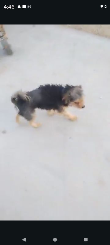 Lost Dog in Twentynine Palms — listing photo