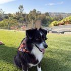 Lost Dog in San Diego, California — listing photo