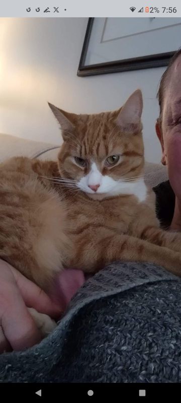 Lost Cat in Augusta — listing photo