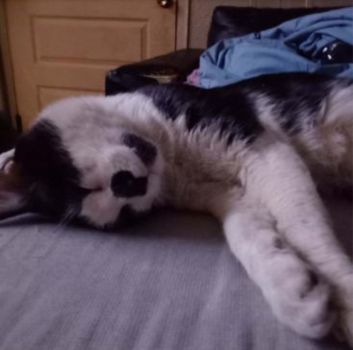 Lost Cat in Colorado 80022 — listing photo