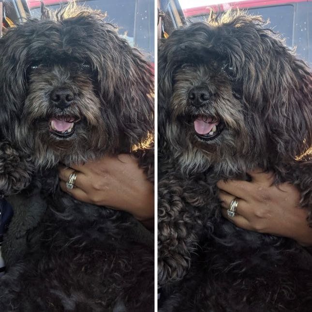 Lost Dog in Longview, Texas — listing photo
