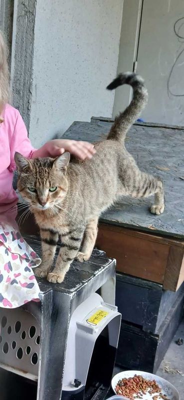 Lost Cat in Pensacola, Florida — listing photo