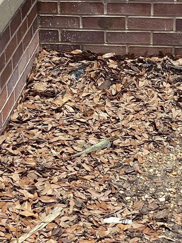 Lost Pet in Orting — Help identify this strange lizard!