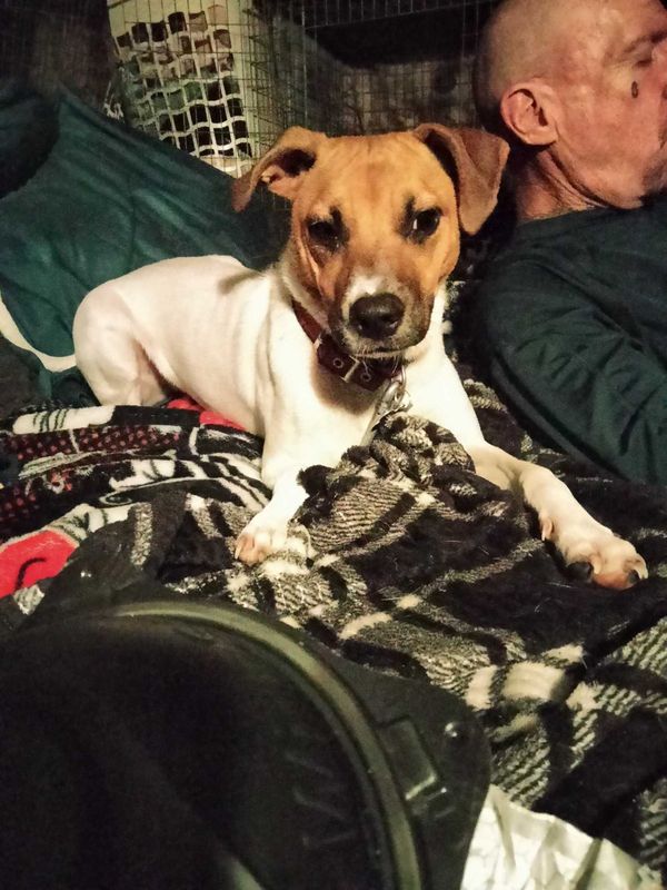 Lost Dog in Jacksonville, North Carolina — listing photo