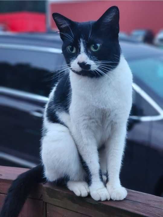 Lost Cat in Atwater ohio — listing photo