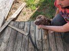 Lost Dog in San Antonio, Texas — 2 pittie babies free to good home