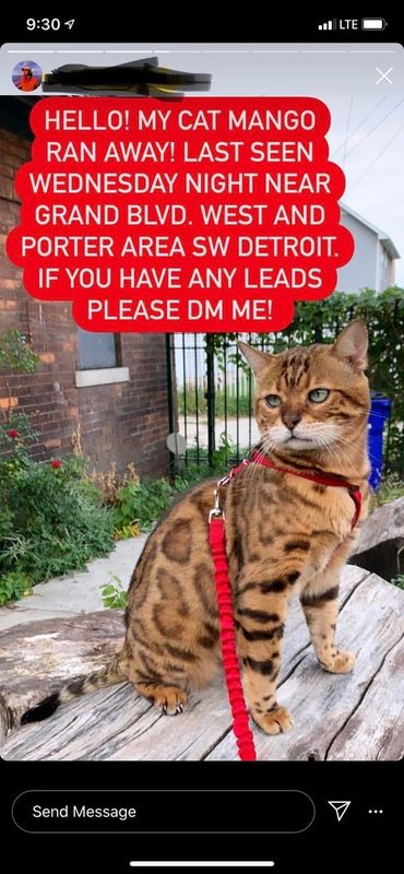 Lost Cat in Detroit, Michigan — listing photo