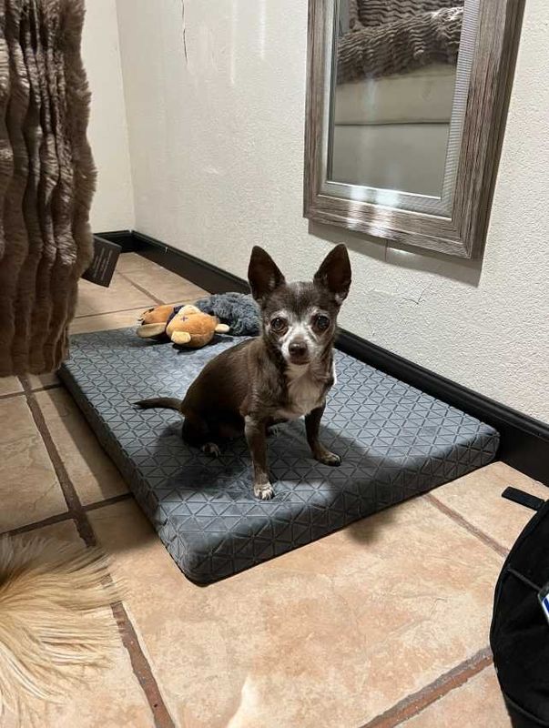 Lost Dog in Tempe, Arizona — listing photo