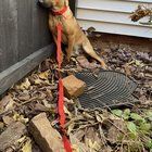 Found Dog in Louisville, Kentucky — listing photo