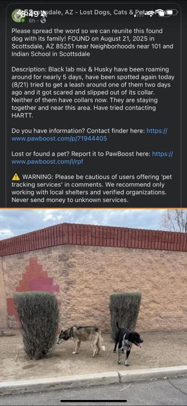 Lost Dog in Scottsdale, Arizona — If you’re near Indian School and Pima/87th, keep an eye out for these dogs! Reposting for…