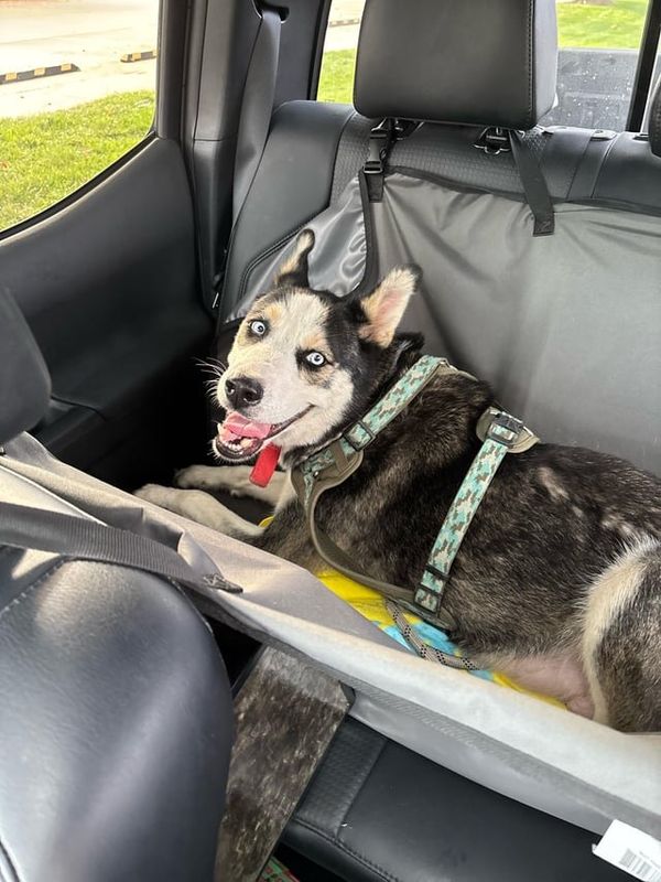 Found Dog in Wichita, Kansas — listing photo