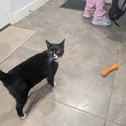 Found Cat in Seattle, Washington — listing photo