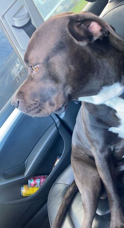 Lost Dog in Fort Collins, Colorado — listing photo