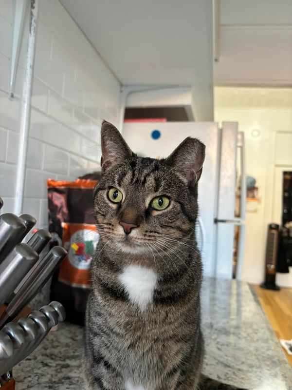 Lost Cat in K — Seeking foster or adopter for very sweet kitty