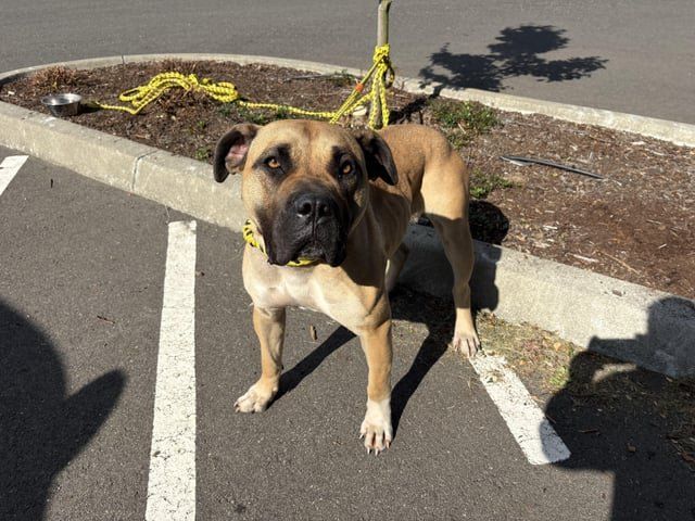 Lost Dog in Bellingham, Washington — listing photo