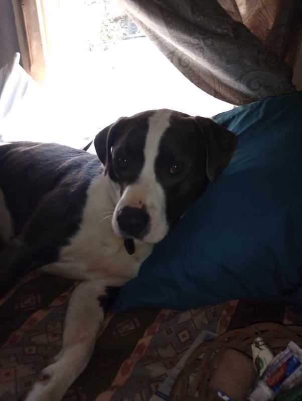 Lost Dog in Jefferson — listing photo