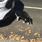 Lost Cat in Sacramento, California — Anyone missing a black and white cat in midtown?
