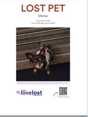 Lost Dog in Glendale, Arizona — listing photo