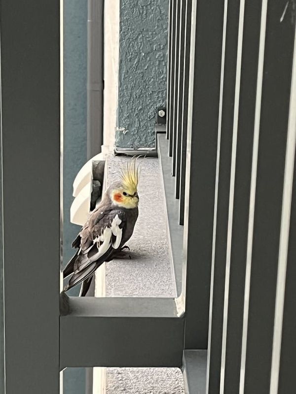 Lost Pet in K — listing photo