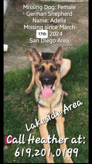Lost Dog in CA 92040 — listing photo