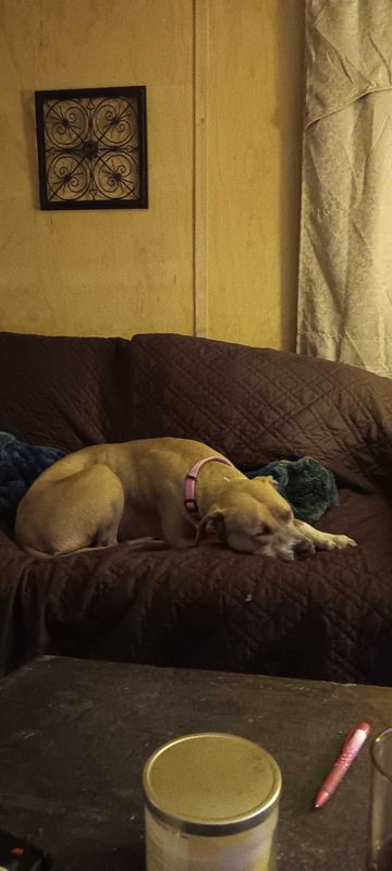 Lost Dog in Whitewright — listing photo