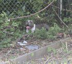 Lost Dog in Boston, Massachusetts — Sweet lost dog in Hyde Park, no collar. (Scroll to 3rd pic)