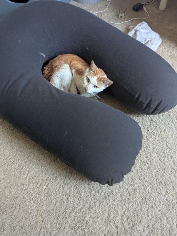 Lost Cat in Indianapolis, Indiana — My missing cat came home!