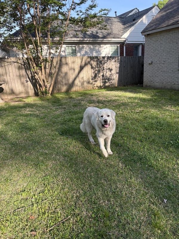 Found Dog in High Point, North Carolina — listing photo