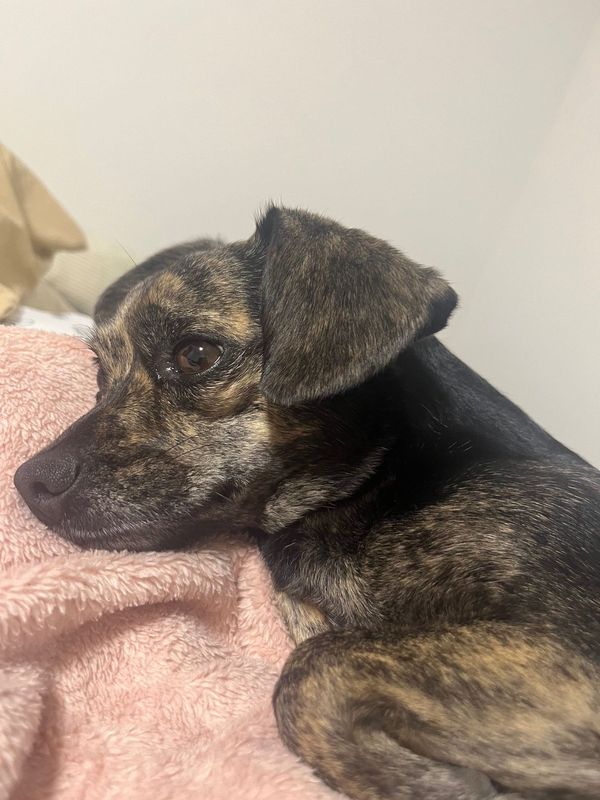 Lost Dog in Gastonia, North Carolina — listing photo