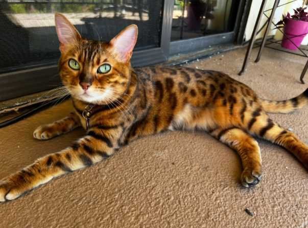 Lost Cat in La Jolla — listing photo
