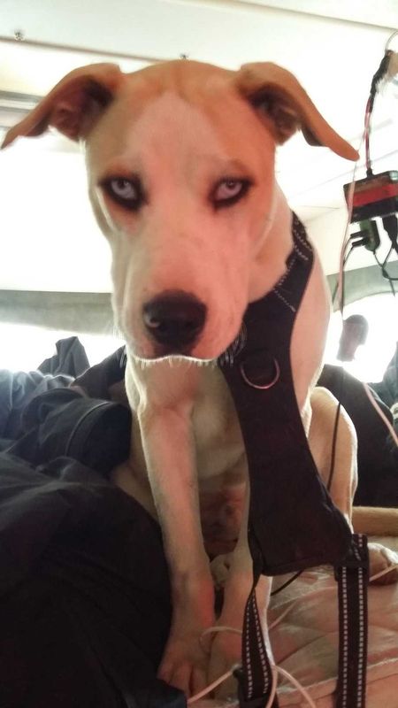 Lost Dog in Lane — listing photo