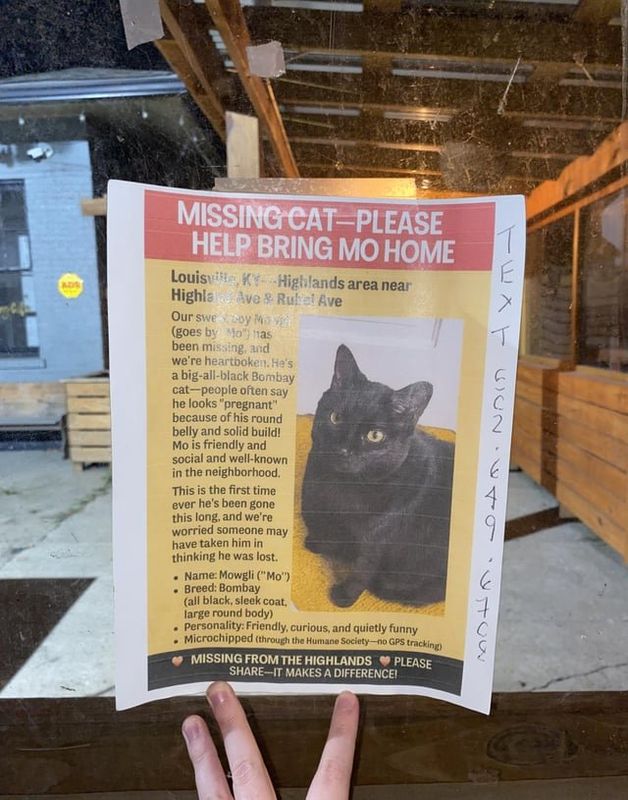 Lost Cat in Louisville, Kentucky — !Missing Cat! 🐈‍⬛ Highlands Area